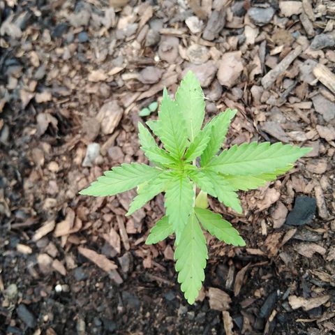 Bubbleberry  growlog timeline photo