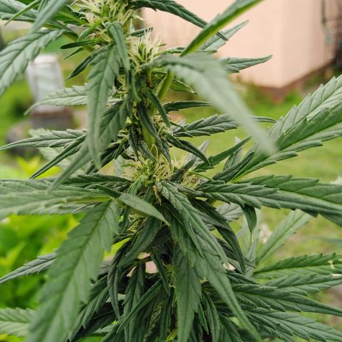 Amnesia Haze growlog timeline photo