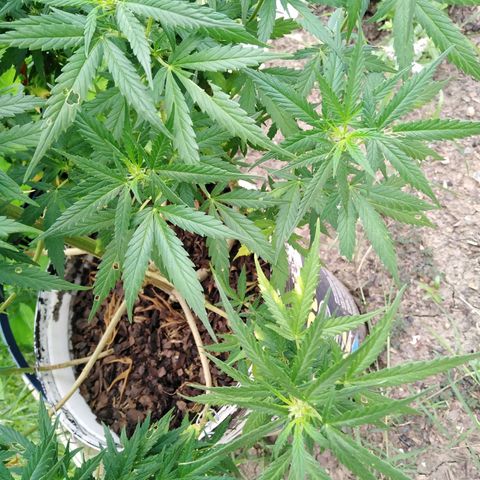 Amnesia Haze growlog timeline photo