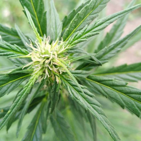 Amnesia Haze growlog timeline photo