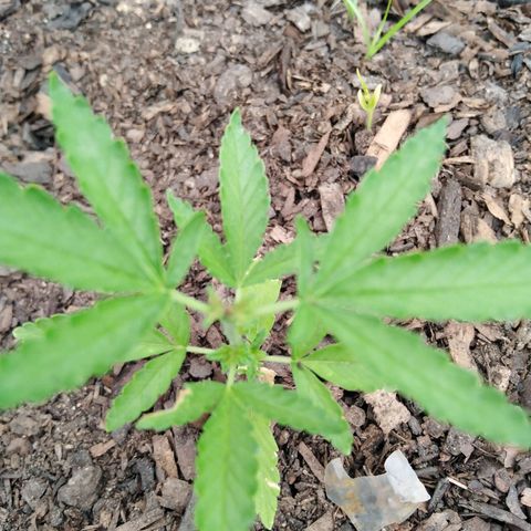 Bubbleberry  growlog timeline photo