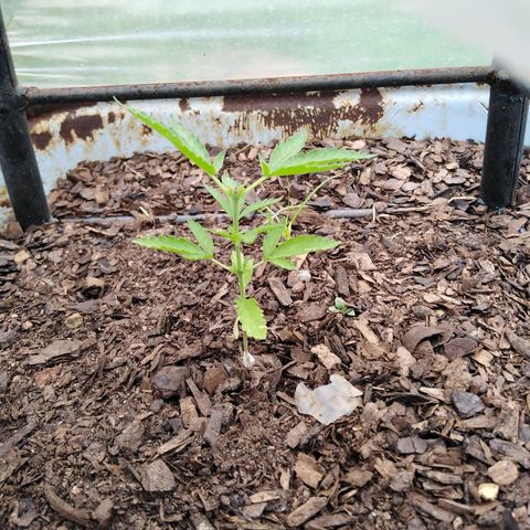 Bubbleberry  growlog timeline photo
