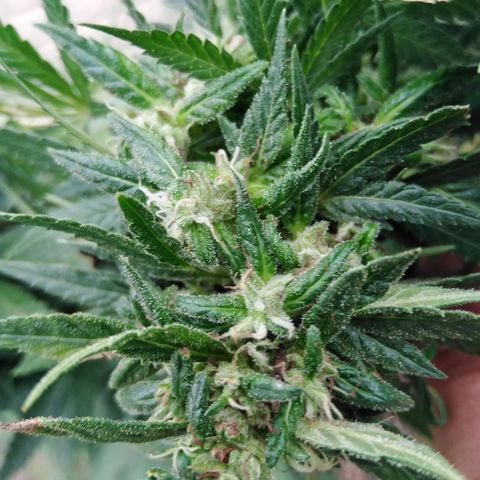 Bubbleberry glue growlog timeline photo