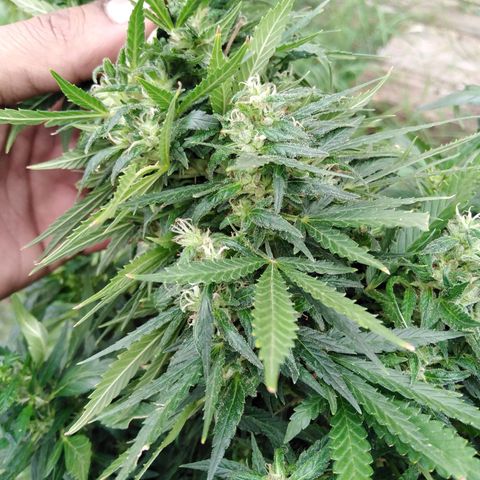 Bubbleberry glue growlog timeline photo
