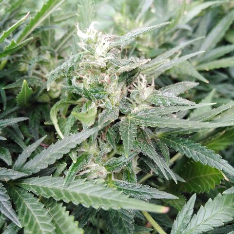 Bubbleberry glue growlog timeline photo
