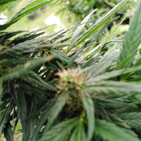 Amnesia Haze growlog timeline photo