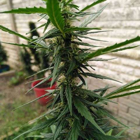Amnesia Haze growlog timeline photo