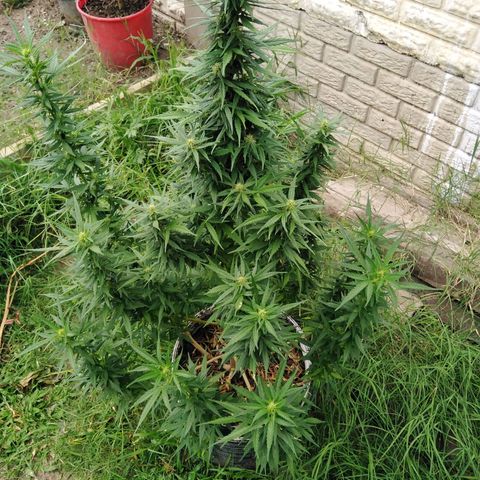 Amnesia Haze growlog timeline photo