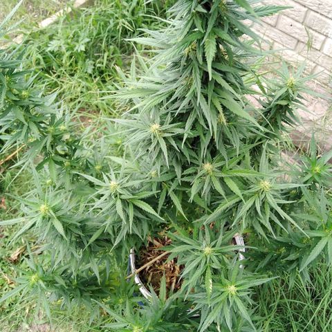 Amnesia Haze growlog timeline photo