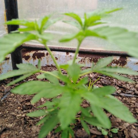 Bubbleberry  growlog timeline photo