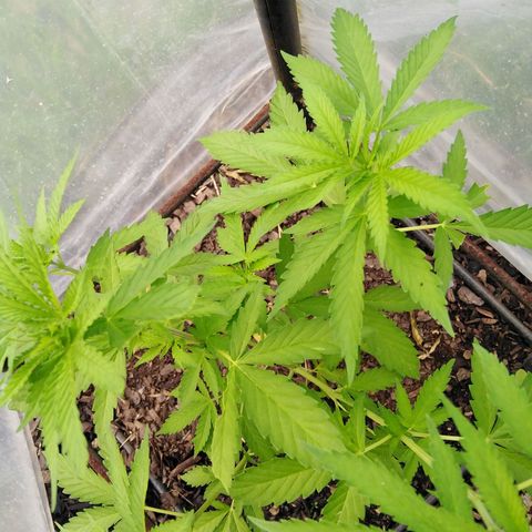 Bubbleberry  growlog timeline photo