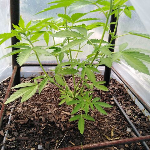 Bubbleberry  growlog timeline photo