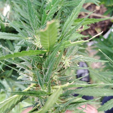 Amnesia Haze growlog timeline photo