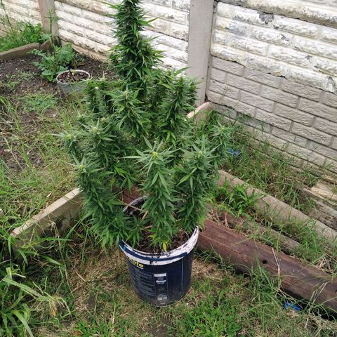 Amnesia Haze growlog timeline photo