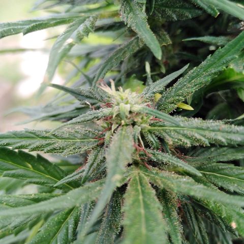 Amnesia Haze growlog timeline photo