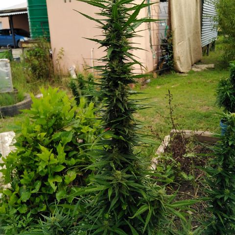 Amnesia Haze growlog timeline photo