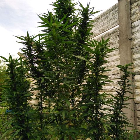 Amnesia Haze growlog timeline photo