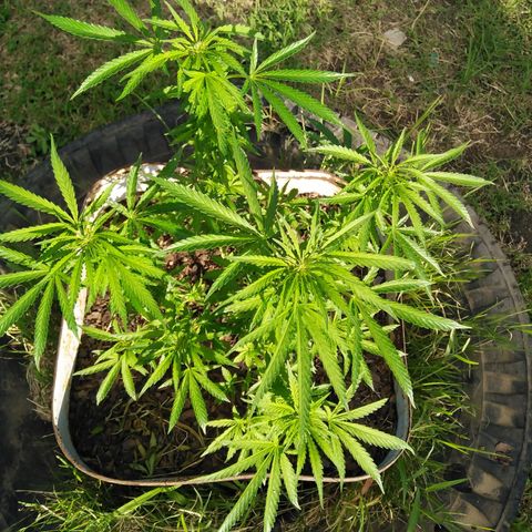 Bubbleberry  growlog timeline photo