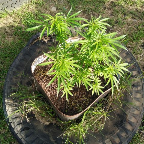 Bubbleberry  growlog timeline photo