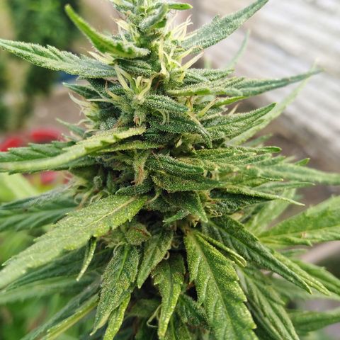 Amnesia Haze growlog timeline photo