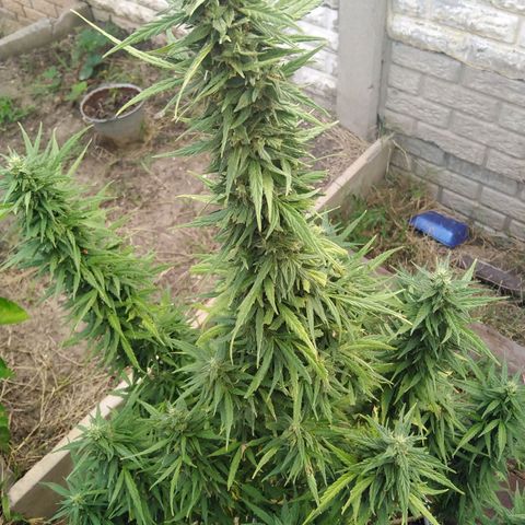 Amnesia Haze growlog timeline photo