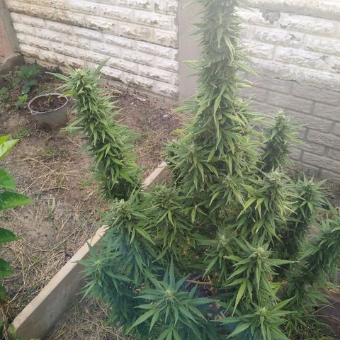 Amnesia Haze growlog timeline photo