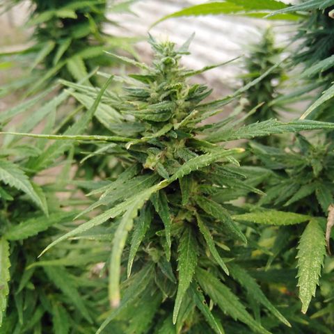 Amnesia Haze growlog timeline photo