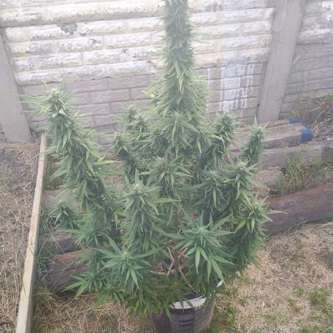 Amnesia Haze growlog timeline photo