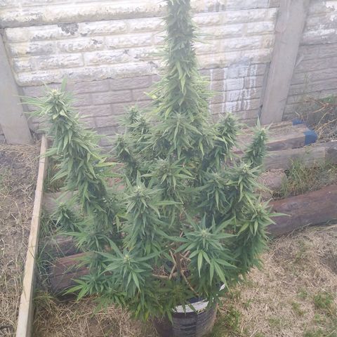 Amnesia Haze growlog timeline photo