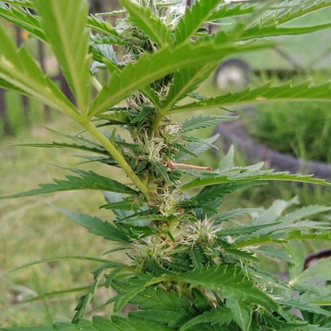 Bubbleberry  growlog timeline photo