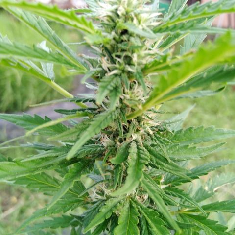 Bubbleberry  growlog timeline photo