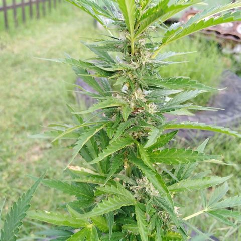 Bubbleberry  growlog timeline photo