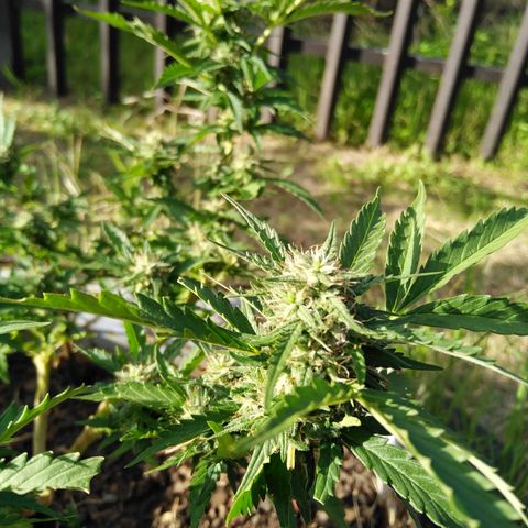Bubbleberry  growlog timeline photo