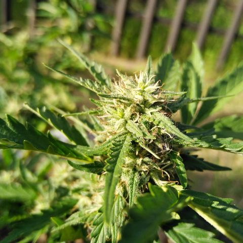 Bubbleberry  growlog timeline photo