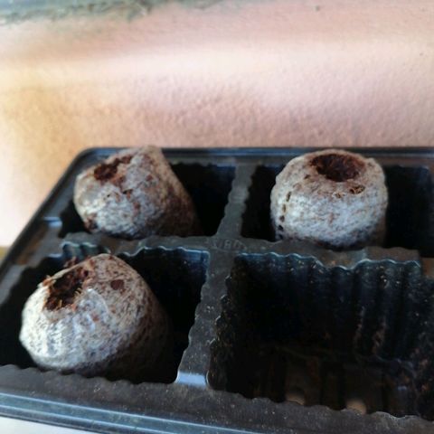 Amnesia Haze growlog photo: Germination 