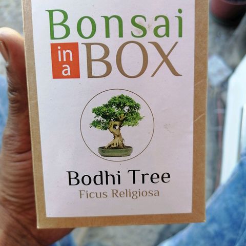 Amnesia Haze growlog timeline photo