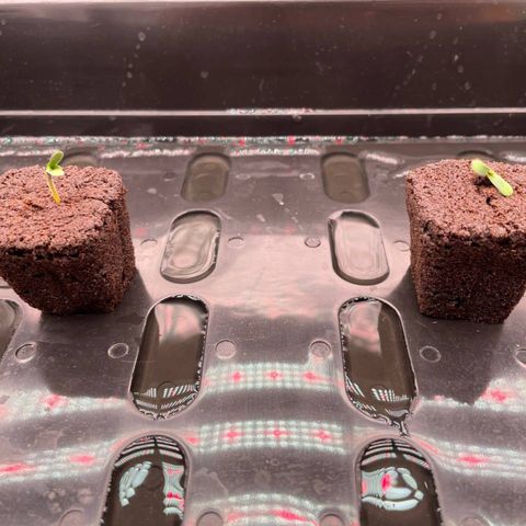 Peyote growlog timeline photo