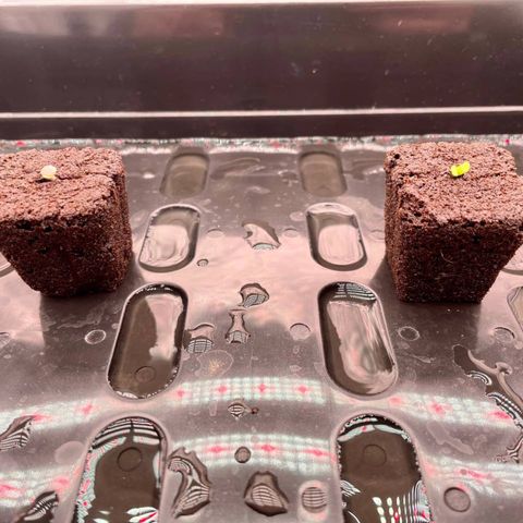 Peyote growlog timeline photo