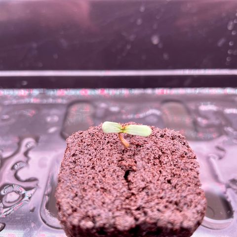 Peyote growlog timeline photo
