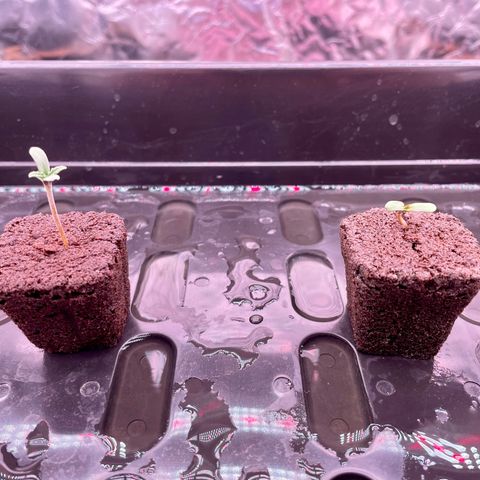 Peyote growlog timeline photo