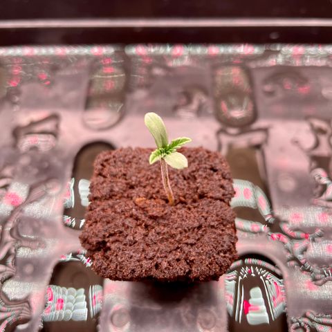 Peyote growlog timeline photo