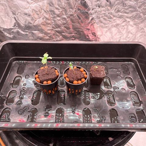 Peyote growlog timeline photo