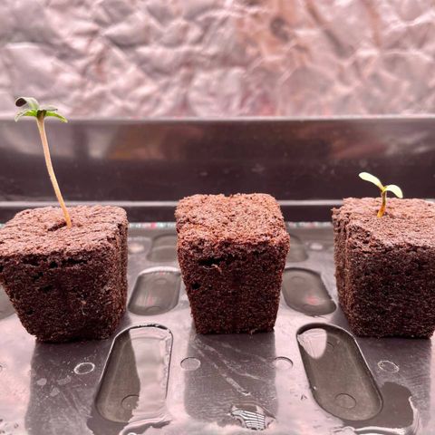 Peyote growlog timeline photo