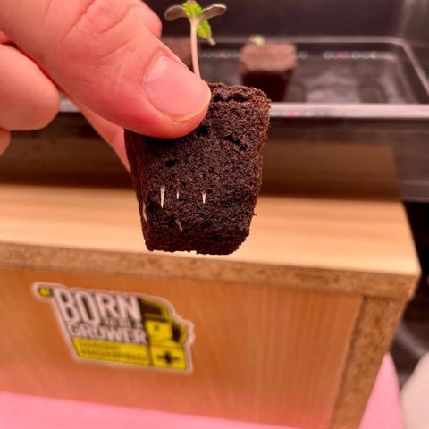 Peyote growlog timeline photo