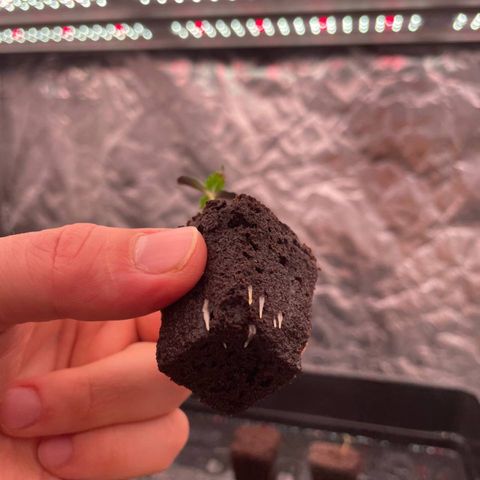 Peyote growlog timeline photo