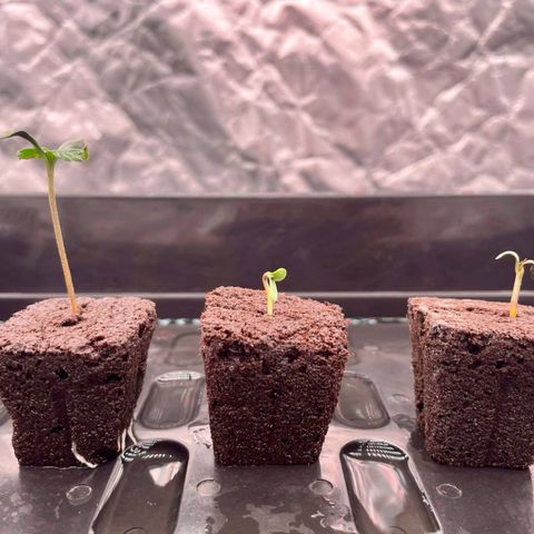 Peyote growlog timeline photo