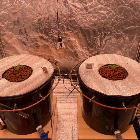 Peyote growlog timeline photo