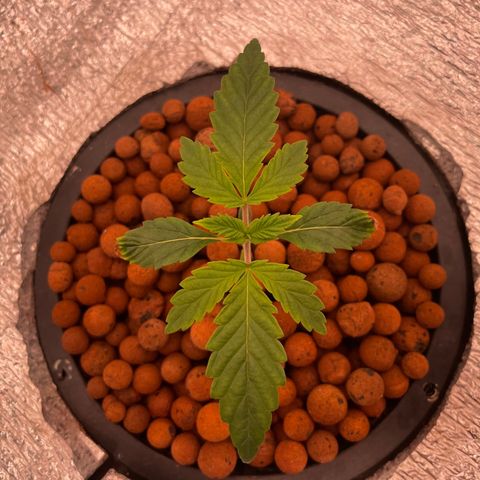 Peyote growlog timeline photo