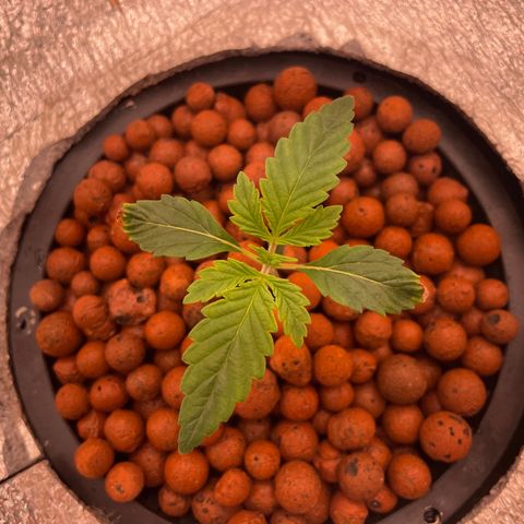 Peyote growlog timeline photo