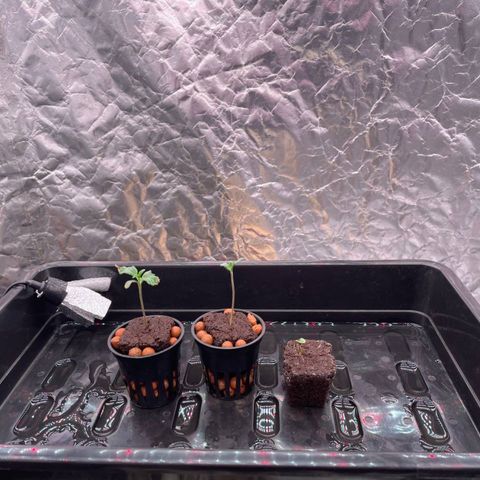 WiFi growlog timeline photo
